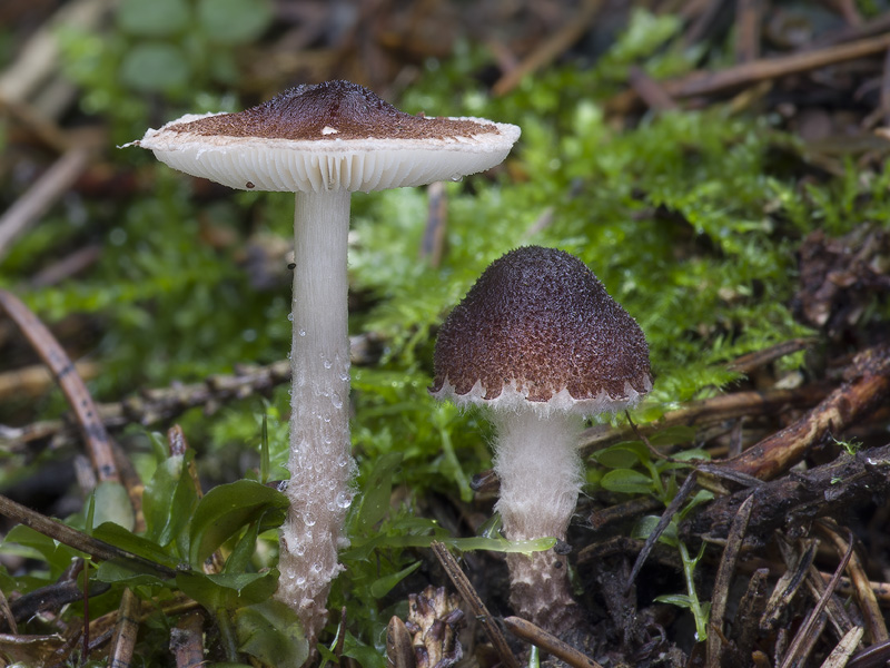 Lepiota echinella